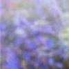 熏衣草的世界-QQ相册封面拼图5x3-唯美-意境-好看的- 第11张