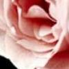 一朵玫瑰一段记忆-QQ相册封面拼图6x4-好看的-小清新-意境- 第16张