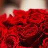 有玫瑰的爱情会很美吗？-QQ相册封面拼图4x2-小清新-幸福-非主流- 第3张