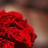 有玫瑰的爱情会很美吗？ 第4张