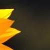 超漂亮图片 向日葵的坚强-QQ相册封面拼图6x4-唯美-小清新-好看的- 第10张