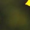 超漂亮图片 向日葵的坚强-QQ相册封面拼图6x4-唯美-小清新-好看的- 第13张
