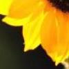 超漂亮图片 向日葵的坚强 第14张