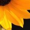 超漂亮图片 向日葵的坚强-QQ相册封面拼图6x4-唯美-小清新-好看的- 第15张
