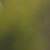 超漂亮图片 向日葵的坚强-QQ相册封面拼图6x4-唯美-小清新-好看的- 第1张