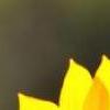 超漂亮图片 向日葵的坚强-QQ相册封面拼图6x4-唯美-小清新-好看的- 第2张