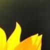 超漂亮图片 向日葵的坚强-QQ相册封面拼图6x4-唯美-小清新-好看的- 第3张