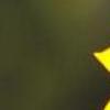 超漂亮图片 向日葵的坚强-QQ相册封面拼图6x4-唯美-小清新-好看的- 第7张
