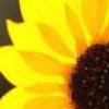 超漂亮图片 向日葵的坚强-QQ相册封面拼图6x4-唯美-小清新-好看的- 第8张