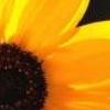 超漂亮图片 向日葵的坚强-QQ相册封面拼图6x4-唯美-小清新-好看的- 第9张
