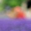 2016最美薰衣草花海-QQ相册封面拼图4x3-唯美-意境-风景- 第3张